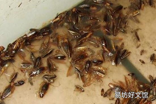 有消毒液味道,蟑螂会出来吗
