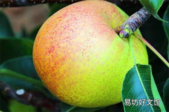 苹果籽可以吃吗