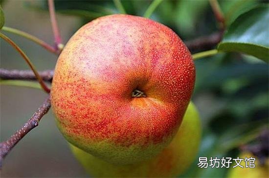 苹果籽可以吃吗