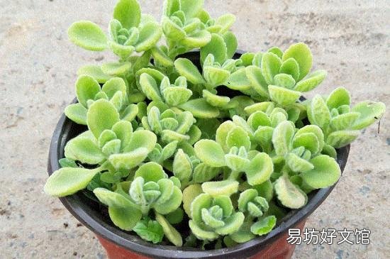 一抹香擺什么地方聚財