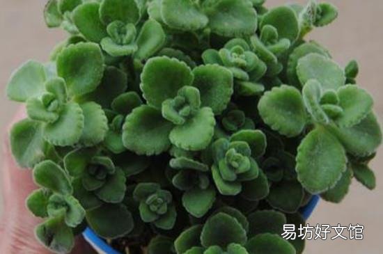 一抹香擺什么地方聚財