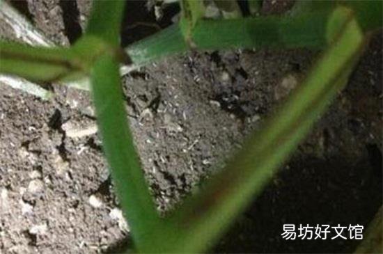 空气中飞的小白虫对人有危害吗