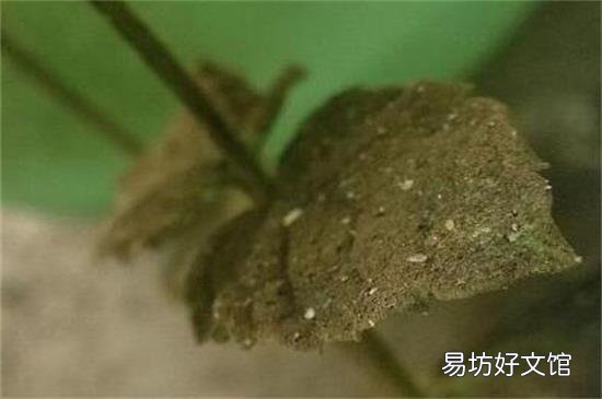 空气中飞的小白虫对人有危害吗