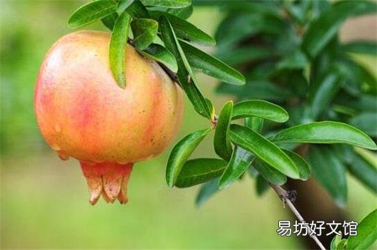 石榴和梨子能一起吃吗