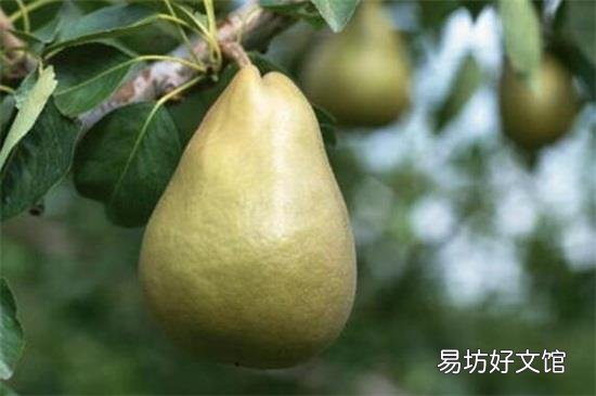石榴和梨子能一起吃吗
