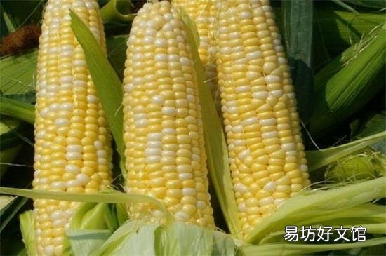 玉米核坚果壳属于什么垃圾