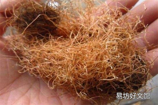 玉米须可以吃吗