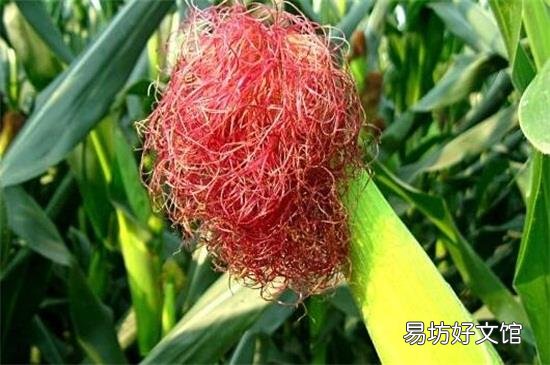 玉米须可以吃吗