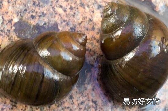 田螺是发物吗