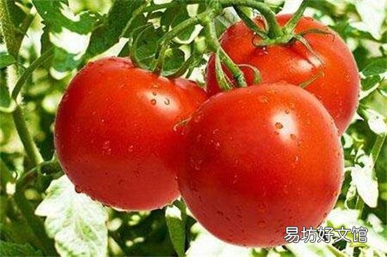 番茄丝瓜能一起吃吗