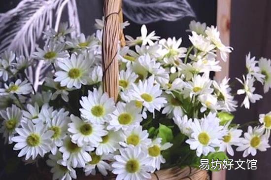 雏菊为什么不能送人
