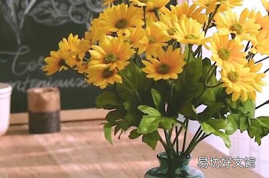 雏菊为什么不能送人