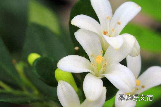 七里香禁忌
