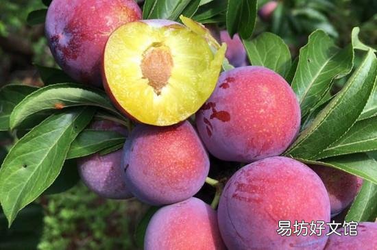冰糖李与蜂糖李区别
