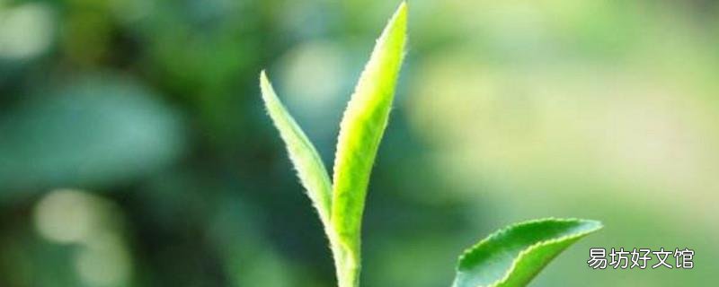 白茶能降血糖吗