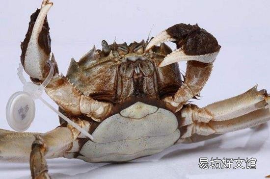 阳澄湖大闸蟹开湖时间2019