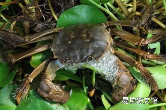 湖蟹是不是大闸蟹