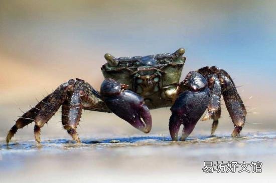 螃蟹死了两个小时能吃吗