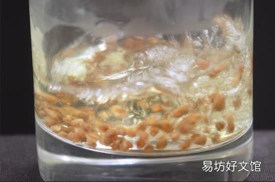 苦荞茶怎么喝