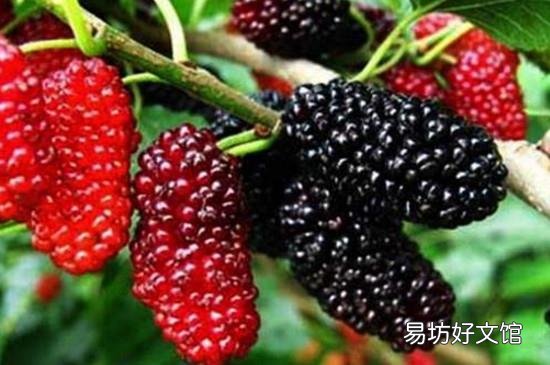 桑葚吃了有什么好处