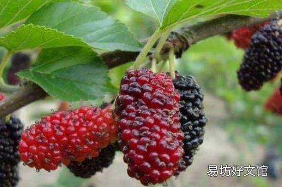 桑葚吃多了腹泻怎么办