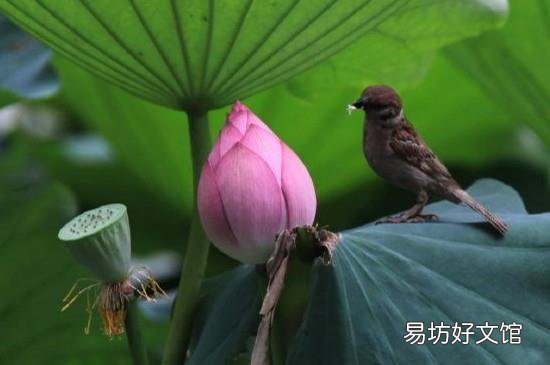 出伏是哪天
