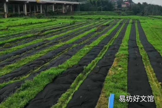 除草布的危害