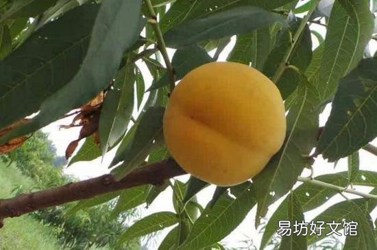 黄金桃和黄桃区别在哪