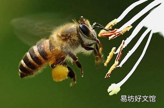 蜂子种类