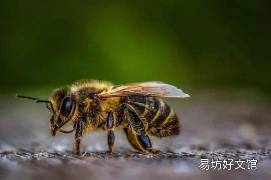 蜂子种类