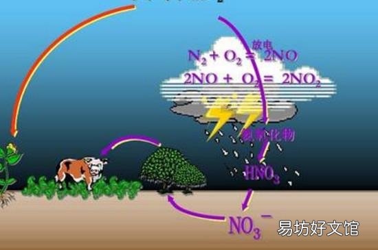 硝态氮与氨态氮的区别