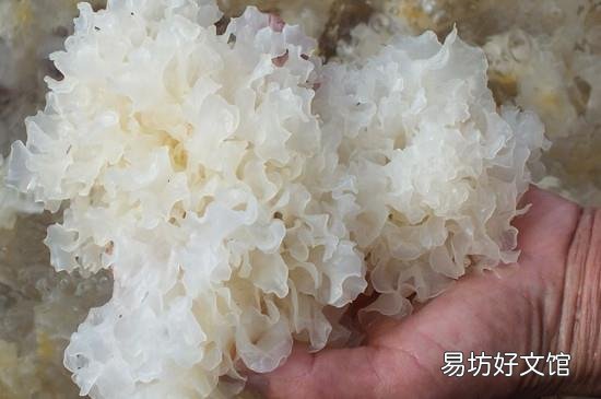 白木耳不能和什么一起吃