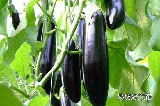 立秋吃什么传统食