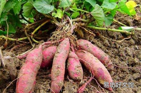 番薯发芽有毒吗