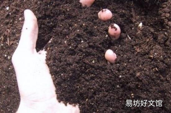 中药渣和土发酵要多久?