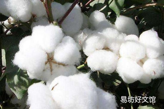 棉花放久了会有细菌吗
