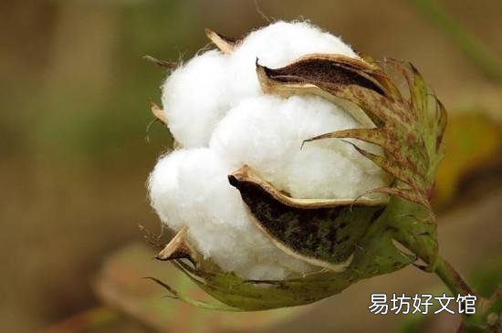 棉花放久了会有细菌吗