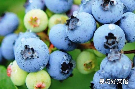 蓝莓吃多了会怎么样