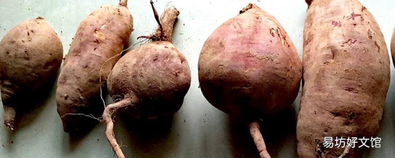 早餐吃红薯容易胖吗
