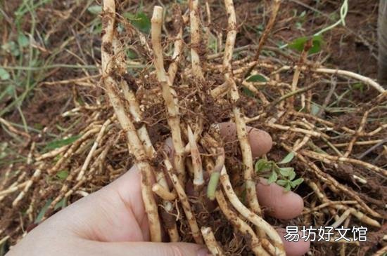 鱼腥草能和蒲公英一起泡水喝吗