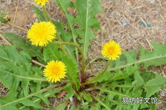 鱼腥草能和蒲公英一起泡水喝吗
