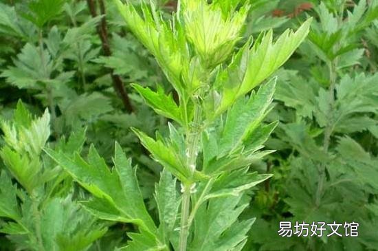 艾草能除螨虫吗