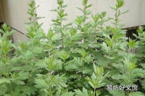 艾草能除螨虫吗