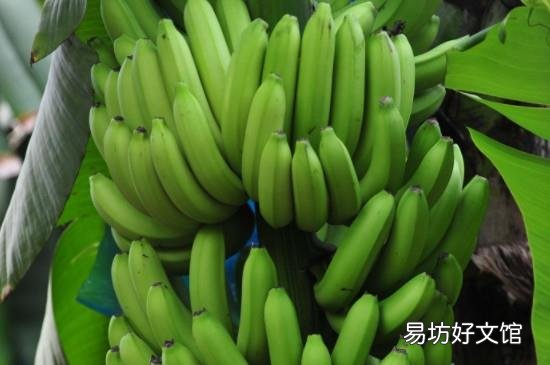 香蕉能放冰箱冷藏吗