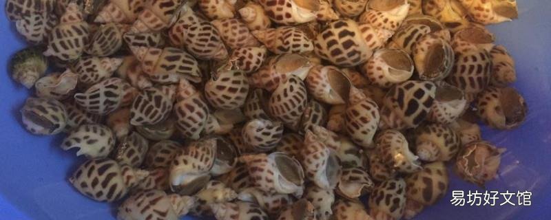 花螺怎么洗才干净