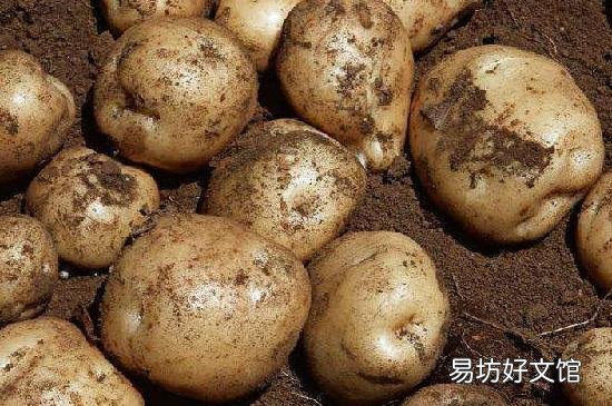 怎么储存土豆不发芽