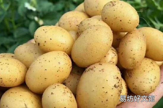 怎么储存土豆不发芽