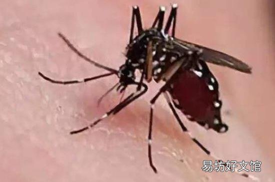 穿什么颜色容易被蚊子叮