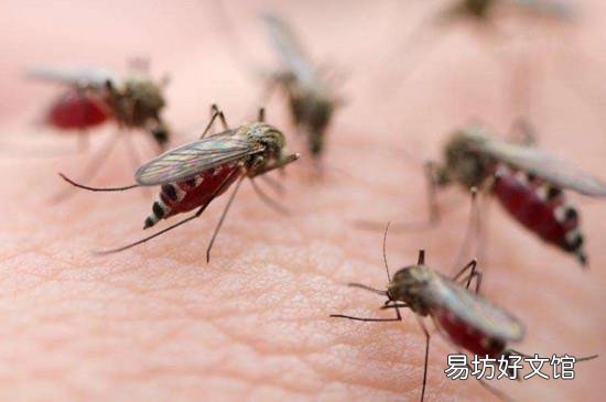 穿什么颜色容易被蚊子叮
