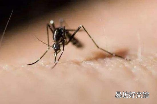 穿什么颜色的衣服容易被蚊子叮